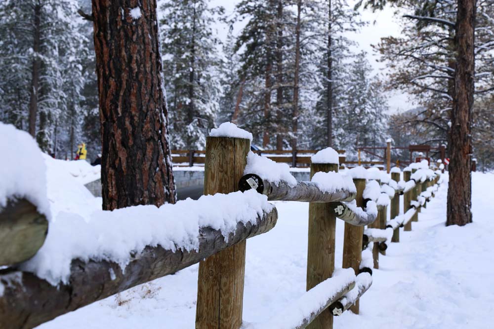 mt charleston (37)