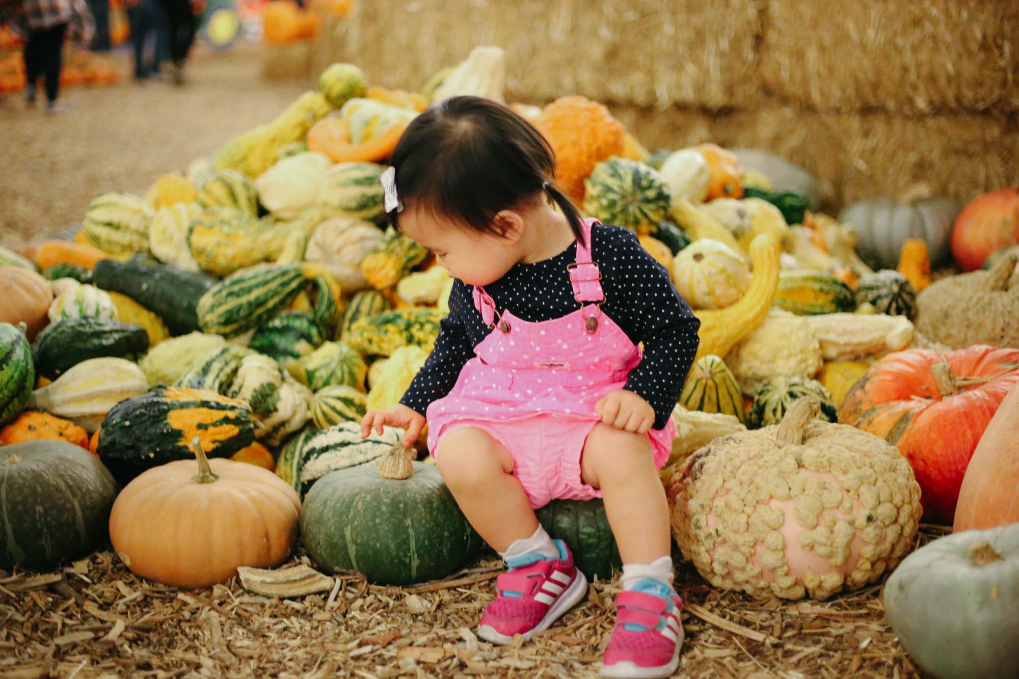 pumpkin patch