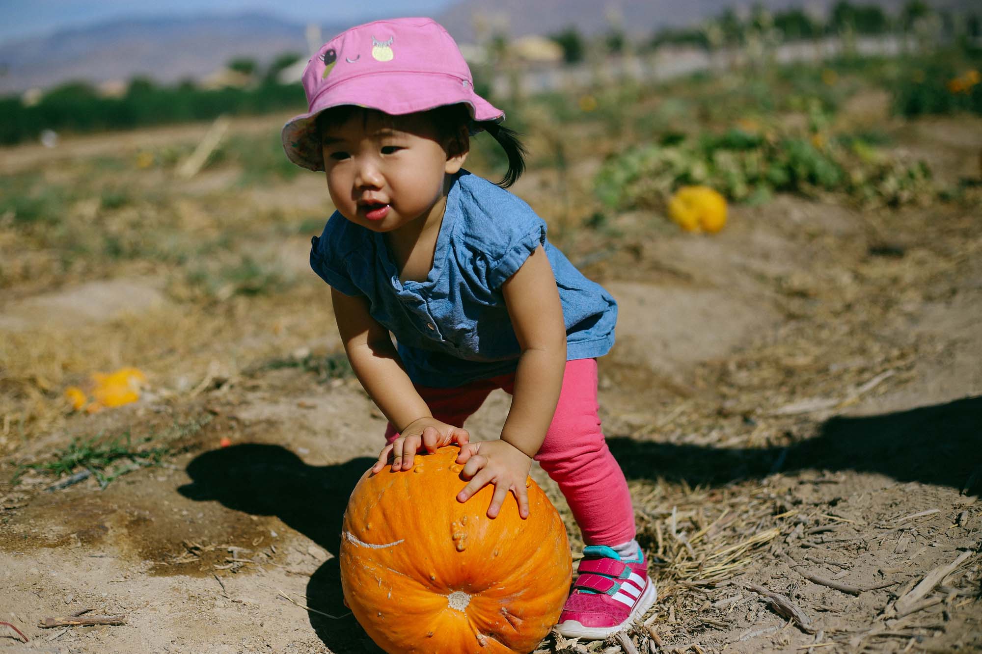 Gilcrease orchard 2016