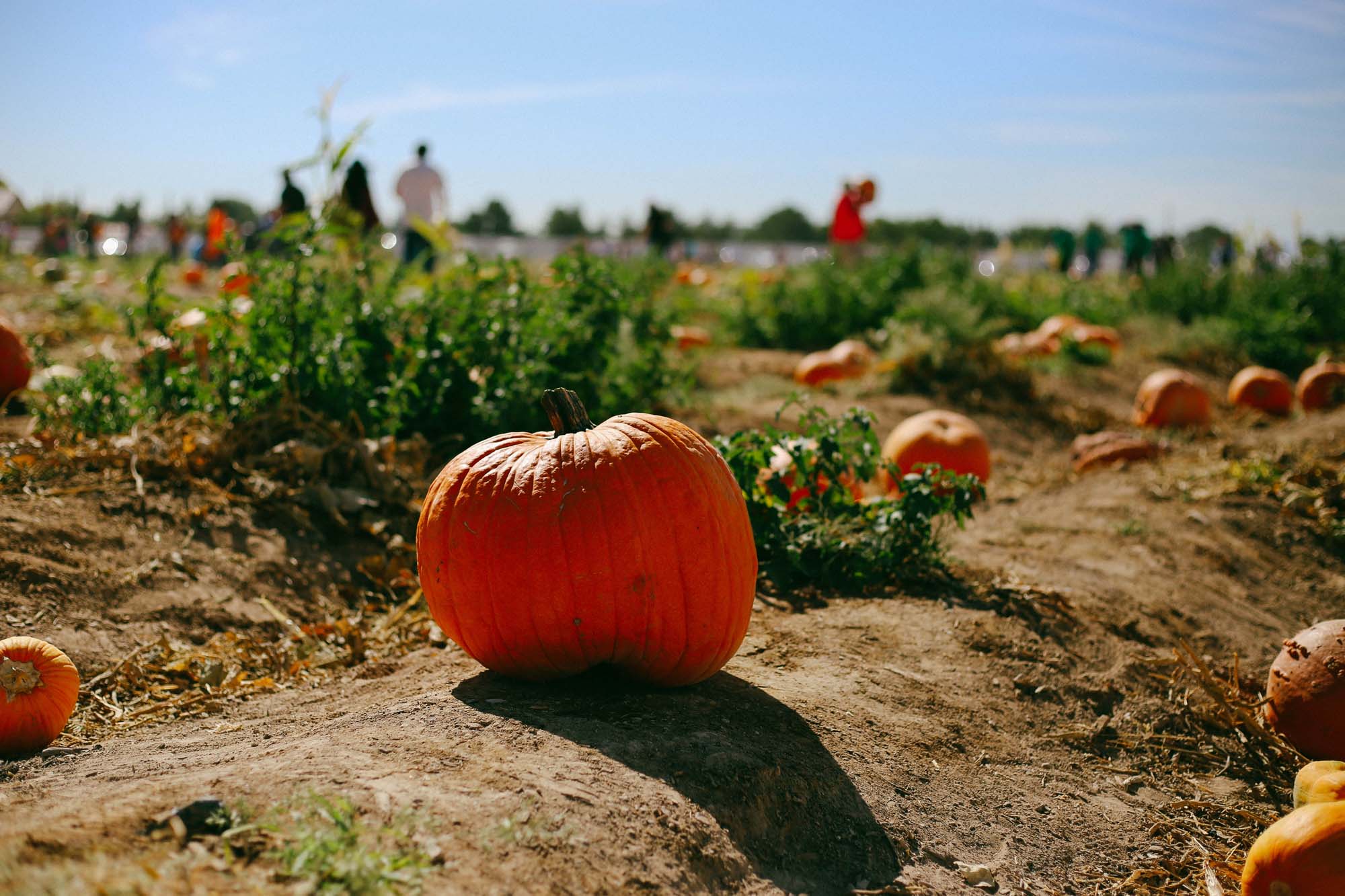 Gilcrease orchard 2016