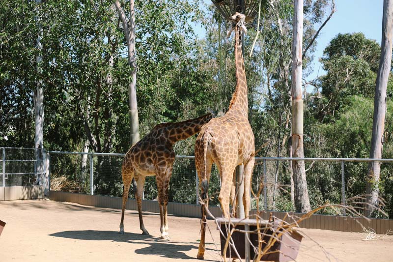 Kangaroo at San Diego Zoo