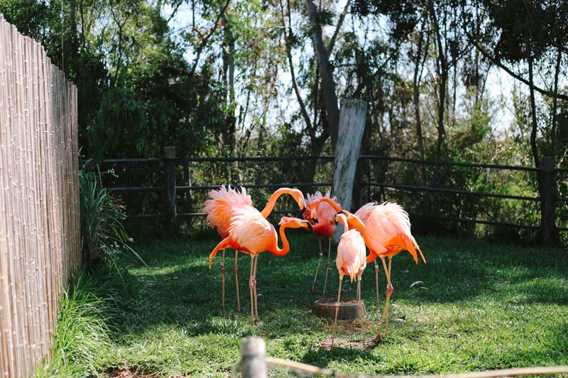 Flamingo at San Diego Zoo