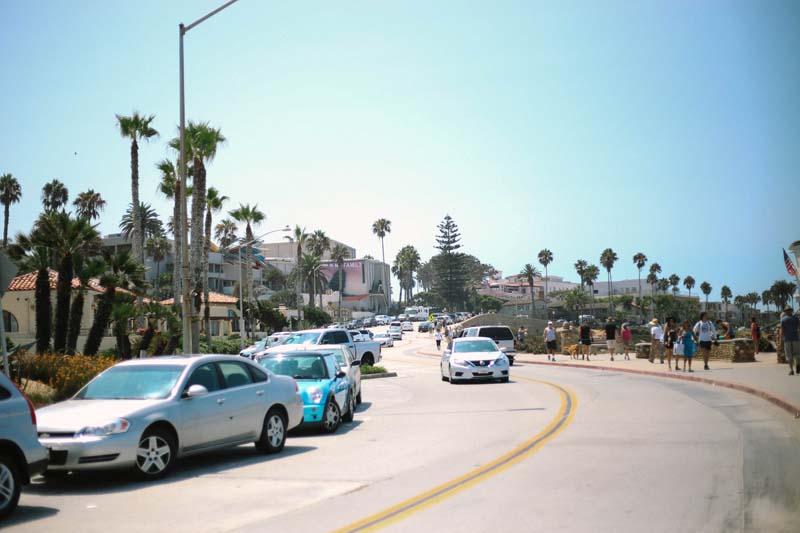 La Jolla 海獅海豹