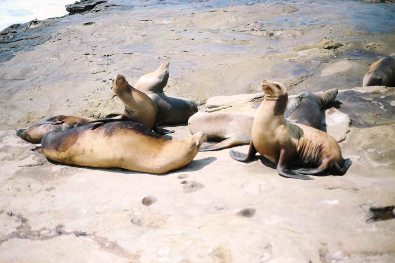 La Jolla 海獅海豹