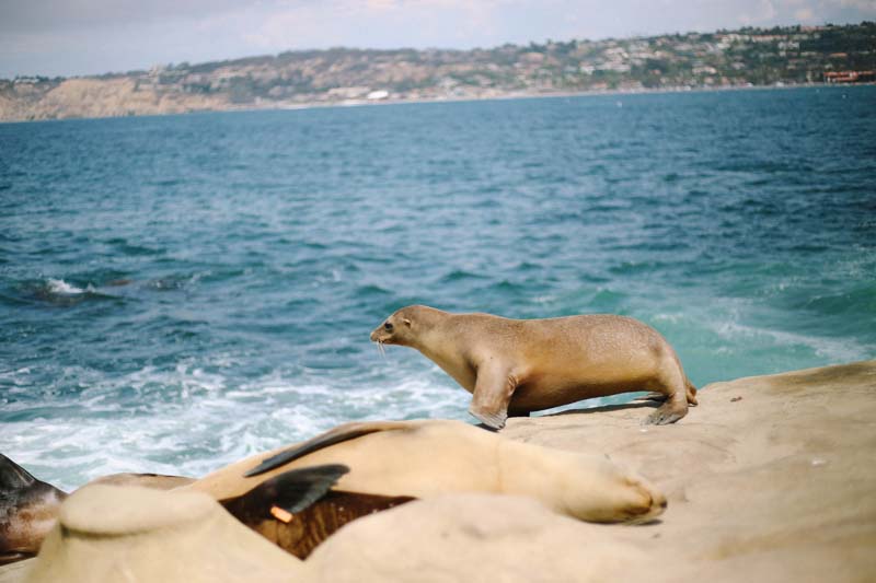 La Jolla 海獅海豹