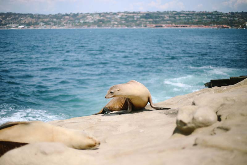 San diego Sea lions and seals