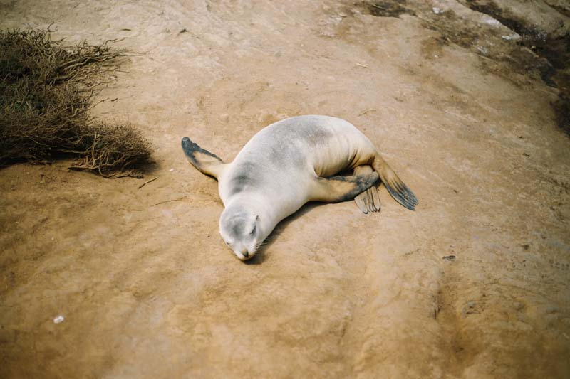 San diego Sea lions and seals