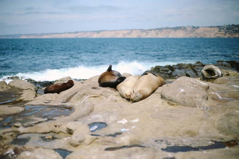 San diego Sea lions and seals