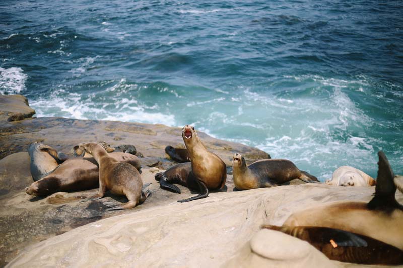 San diego Sea lions and seals