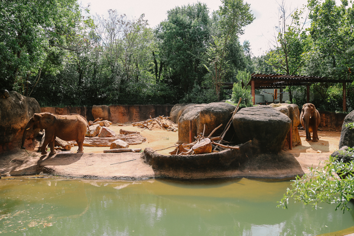 Altanta Zoo 亞特蘭大動物園 (1)