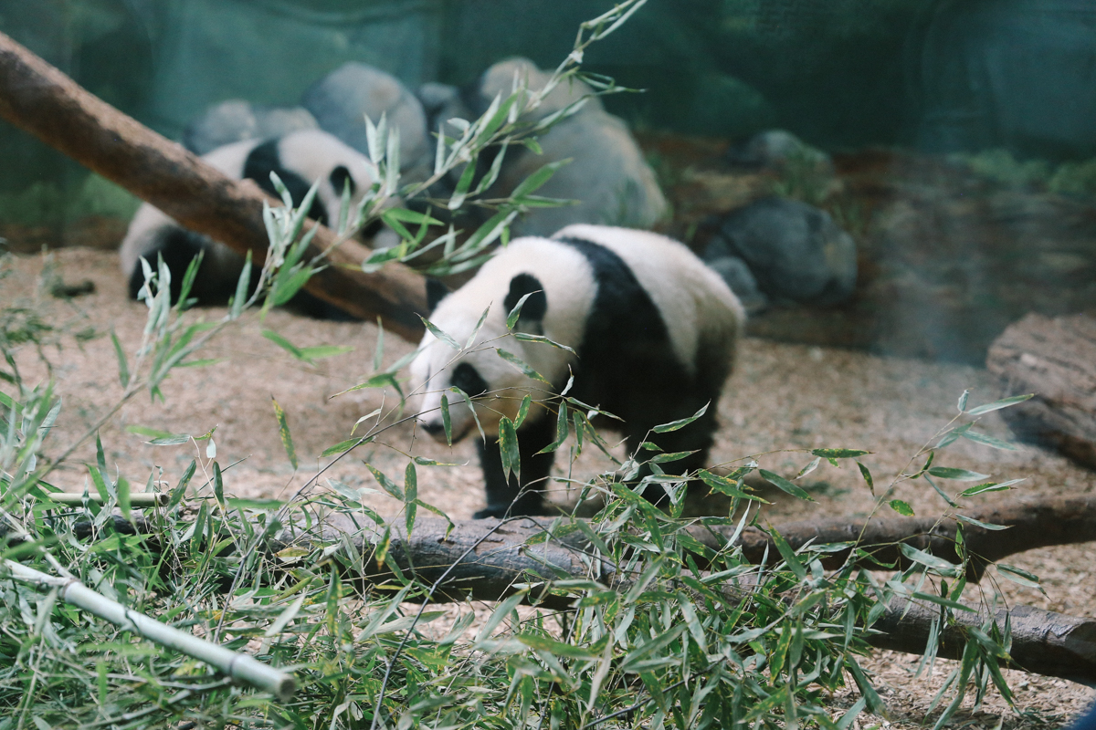 Altanta Zoo 亞特蘭大動物園 (1)