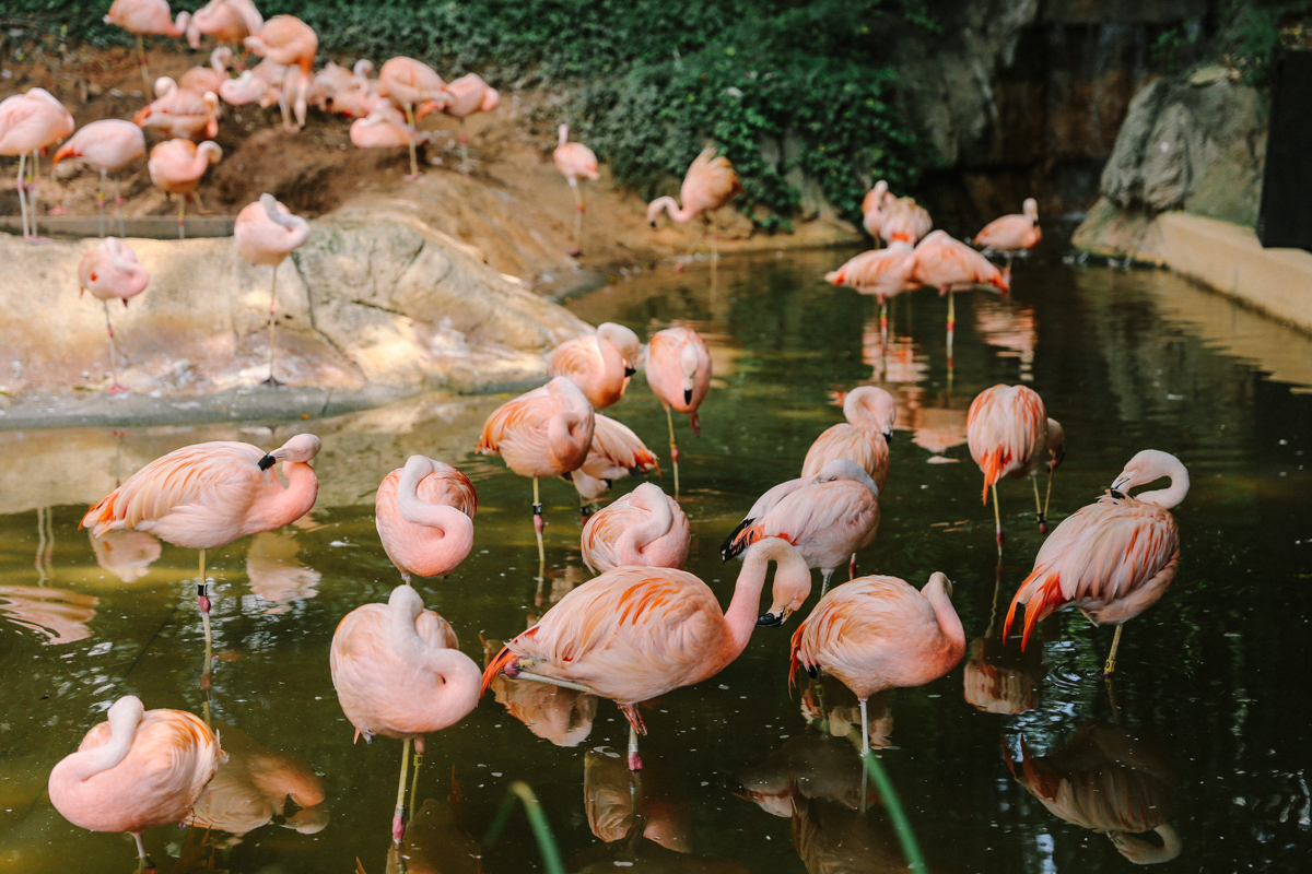 Altanta Zoo 亞特蘭大動物園 (1)