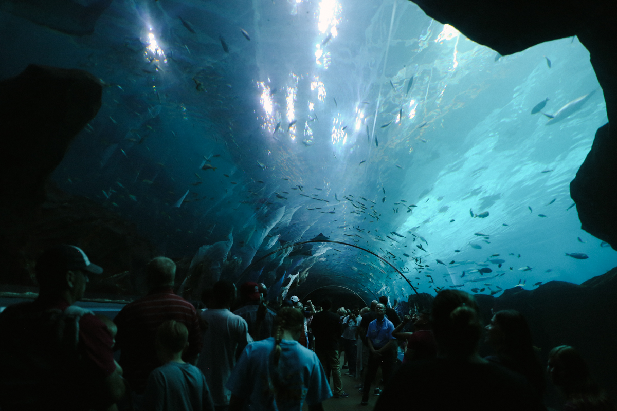 Georgia Aquarium 亞特蘭大水族館 (1)