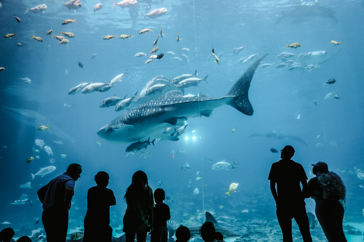 Georgia Aquarium 亞特蘭大水族館 (1)