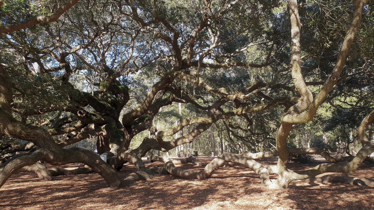 angel oak tree